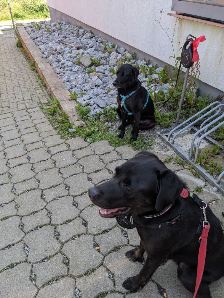 Sudo
